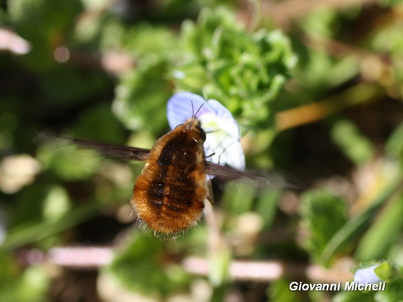 Bombilus major